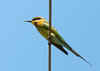 Bee Eater