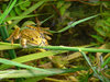Froggy