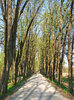 Spring of river Bosnia
