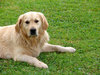 mans best friend