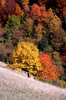 autumn 1