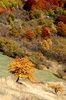 autumn 3