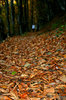 autumn 5