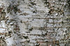 Birch bark