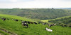 Cow meadow