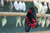Papilio