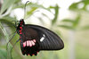 New butterfly