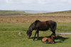 Exmoor ponies
