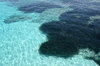 Seaweed