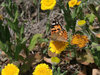 Painted lady