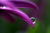 Raindrops on flower
