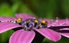 Raindrops on flower