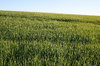 Green crop