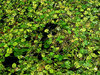 floating leaves