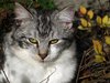 autumn cat 1