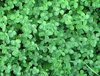 clover field