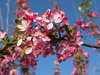 blooming tree 1