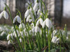 first flowers 2