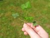 plant it