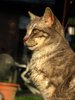 domesic cat 1
