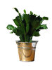 green plant