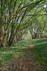 Hornbeam woodland