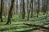 Spring woodland