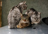 three cats