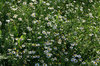 Mayweed