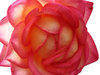 rose2