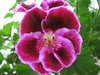 flower3