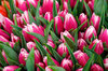 Bunches of Tulips 3