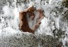 frozen leaf