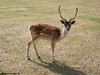 Sika deer