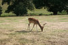 Sika deer