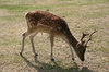 Sika deer