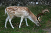 Fallow deer