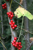 Poisonous