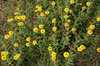 Fleabane