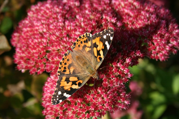 Lady on ice: A painted lady (Cynthia cardui) butterfly on an ice plant (Sedum) in Wales.