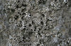 Barnacles