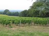 Grapeyards[1]