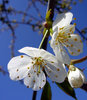 Blossom
