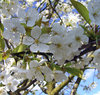 Cherry Blossom