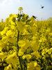 Rapeseed