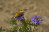 Flowers and Butterflies