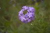 Flowers and Butterflies