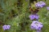 Flowers and Butterflies