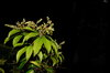 Plants 2