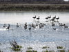 Walking on Water
